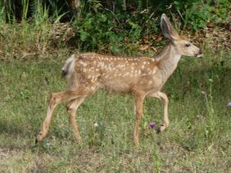 Fawn1