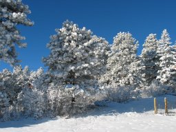 BackYard Winter 2005